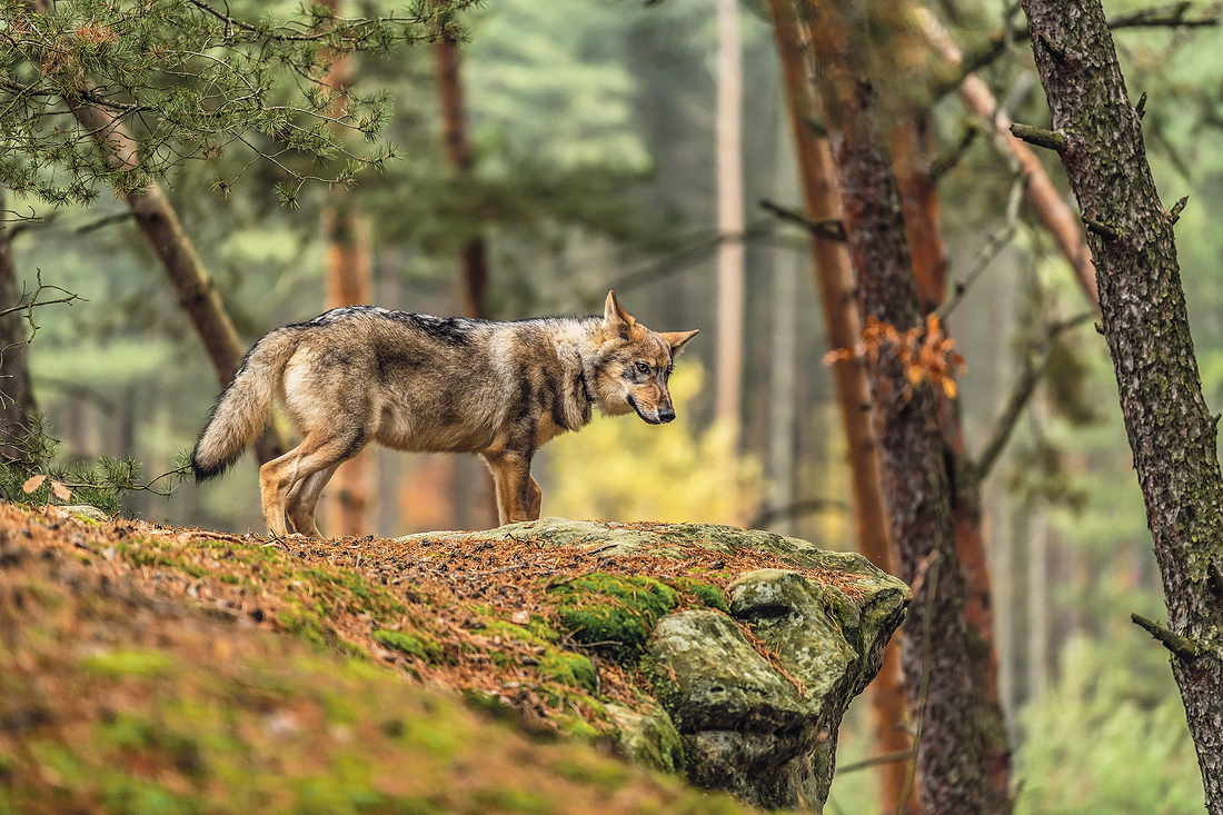 Der Wolf wohnt in jedem von uns, ebenso wie das Lamm. Sie können Frieden finden miteinander verheißt Jesaja.