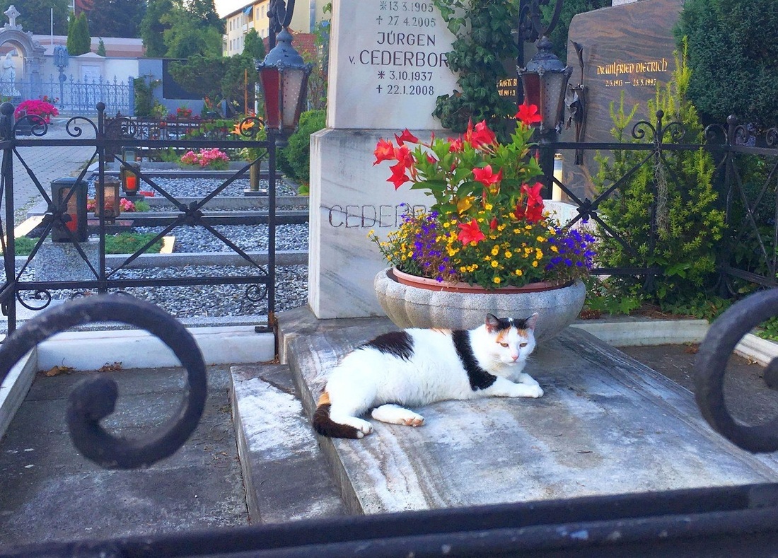 RB/pixabay Der Friedhof –  ein wichtiger Lebensraum für Tiere und Pflanzen.