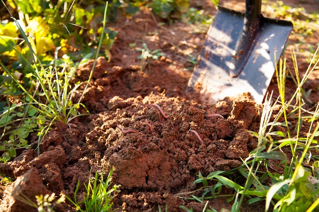 Die kommende Gartensaison will schon jetzt gut  vorbereitet sein. Mit der richtigen Begrünung speichert die Erde optimal Nährstoffe für den nächsten Frühling.