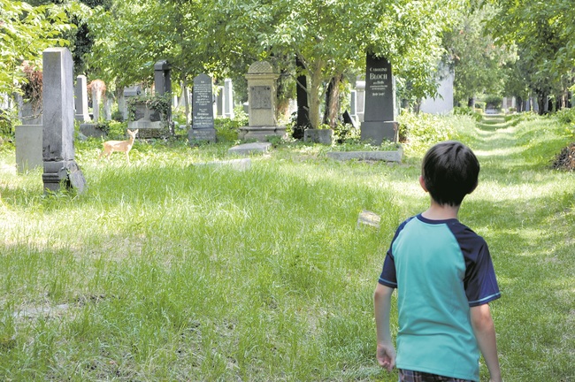 Der Zentralfriedhof in Wien ist nicht nur letzte Ruhestätte für zahlreiche Bürgerinnen und Bürger, sondern auch das Zuhause vieler Tiere (links huscht gerade ein Reh durchs Bild).