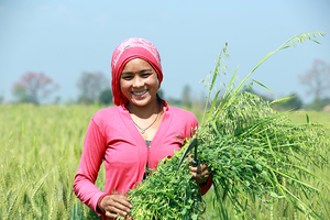 Erntezeit in Kailali – das Bewusstsein für biologische Landwirtschaft und eine nachhaltige Entwicklung Nepals wächst.