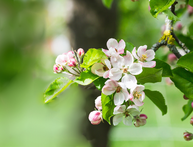 Ohne Wandlung kein Leben. Auch der Apfelbaum, der erblüht, ist ein Sinnbild für die Auferstehung.