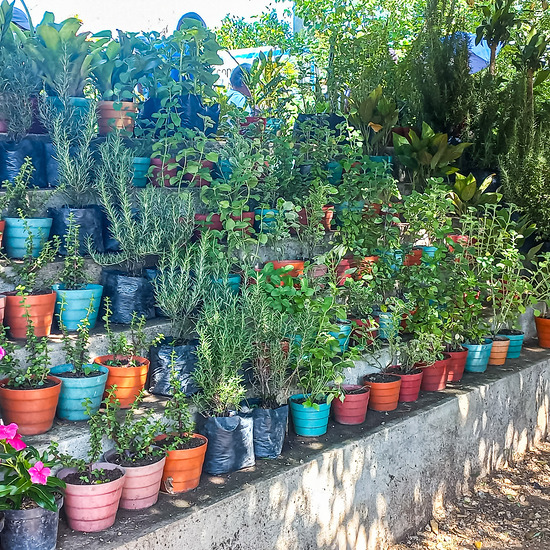 Schritt aus der Armut. An der kolumbianischen Karibik-Küste haben viele ein kleines Stück Land. In der Oase können Dorfbewohner günstig Setzlinge kaufen, zu Hause anbauen und schließlich ernten.